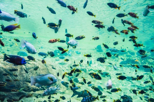 Sustainable Seafood: What to Look for When Buying Fish